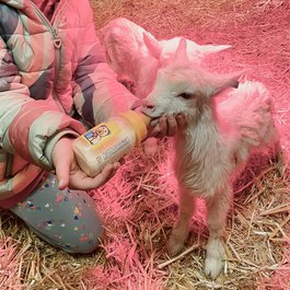 Urlaub auf dem Bauernhof: Hoarachhof