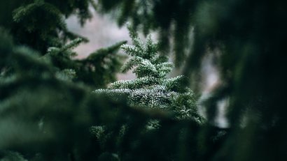 Urlaub auf dem Bauernhof: Hoarachhof